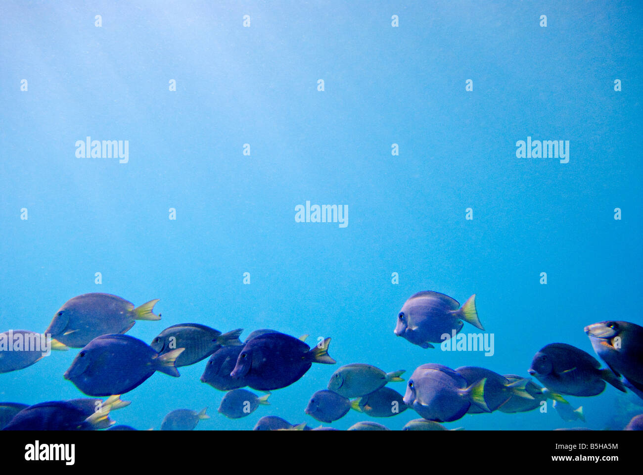 St. John, US Virgin Islands - eine Schule der lila Fische schwimmen durch das schöne blaue Wasser der Karibik. Unterwasser shot mit Copyspace. Stockfoto