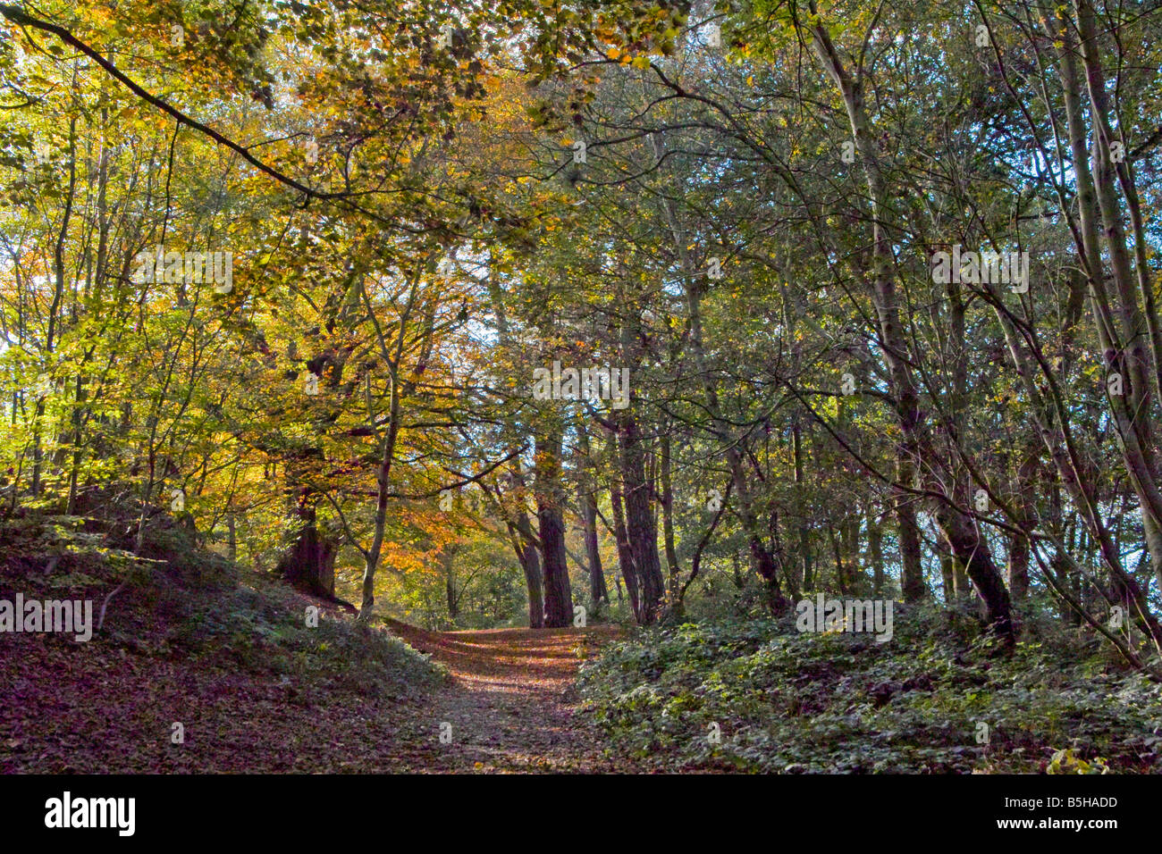 Herbstfärbung auf Mousehold Heide Norwich Norfolk England UK Stockfoto