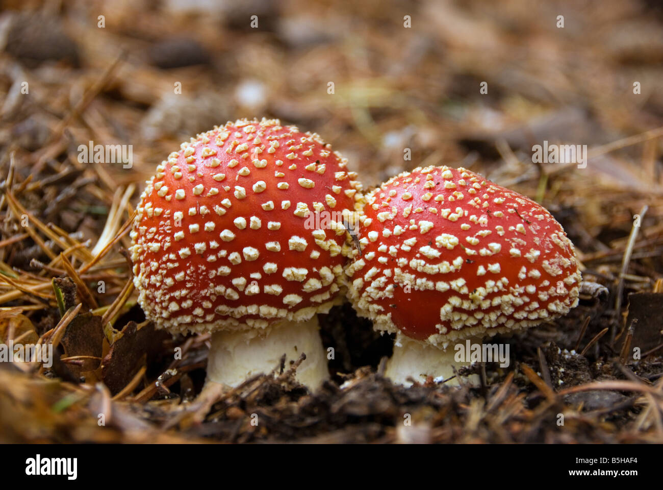 Nahaufnahme von Fliegenpilz Amanita Muscaria psychedelische Pilze im Pinienwald von der Sierra Nevada in Südspanien Stockfoto