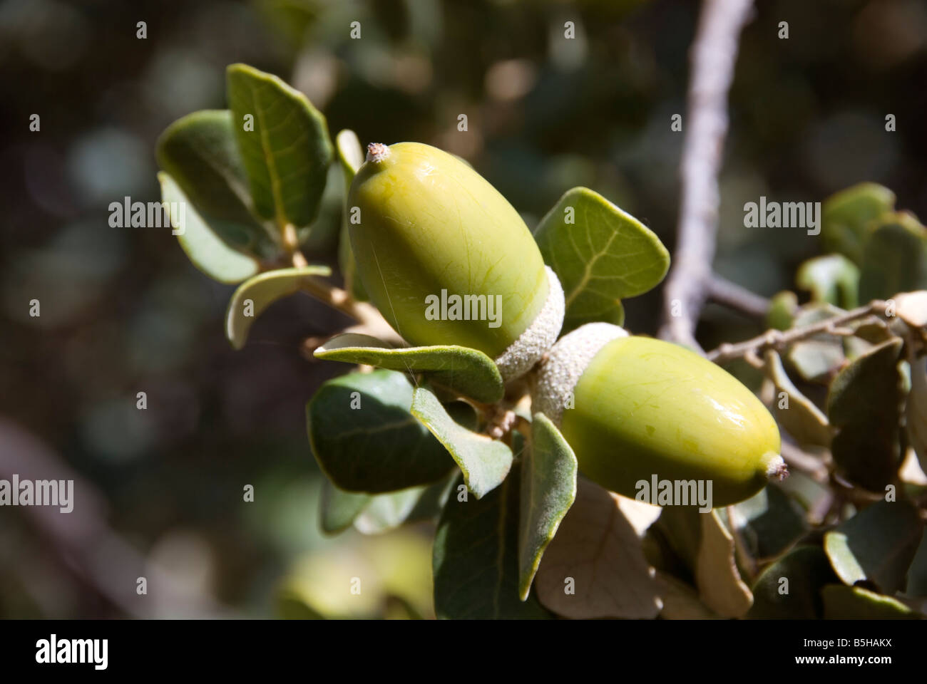 Nahaufnahme von Eichel Frucht im Bereich Sierra Nevada Spanien Stockfoto