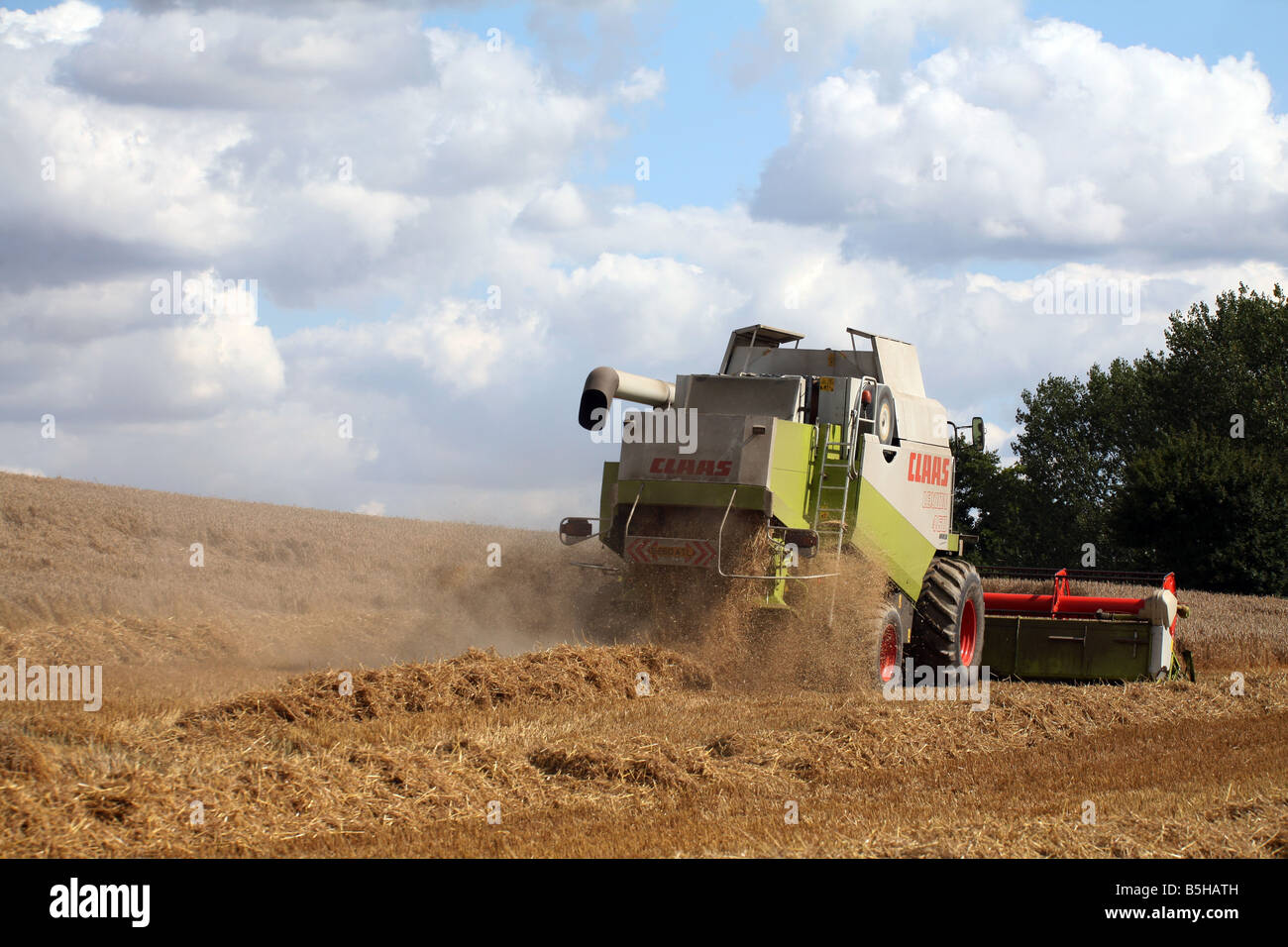 Kombinieren Sie Mähdrescher ernten Weizen-Getreide für Brotproduktion bei in der Nähe von Clare in Suffolk Stockfoto