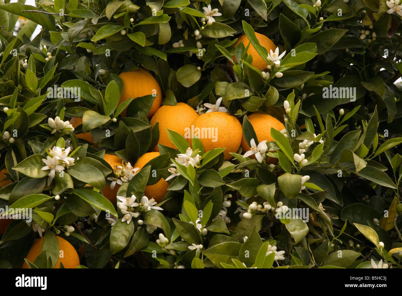 Orangenbaum Citrus Sinensis mit Früchten und Blüten im Frühjahr Crete Stockfoto