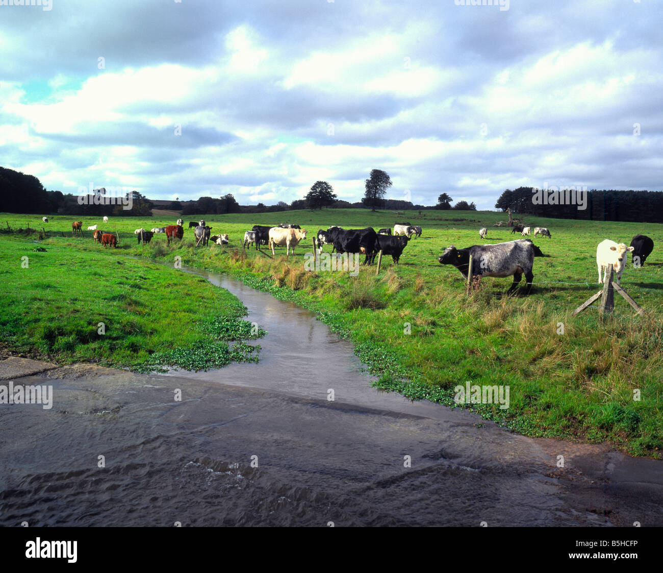 Gemischte Herde Rinder grasen friedlich auf einer Weide am Fluss Bain im englischen Lincolnshire Wolds Stockfoto