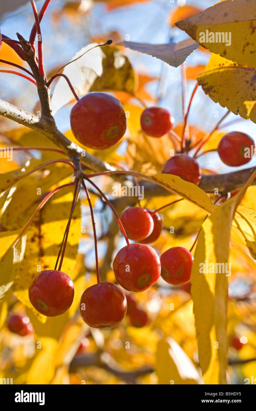 Holzäpfel auf einem Baum im Herbst Stockfoto