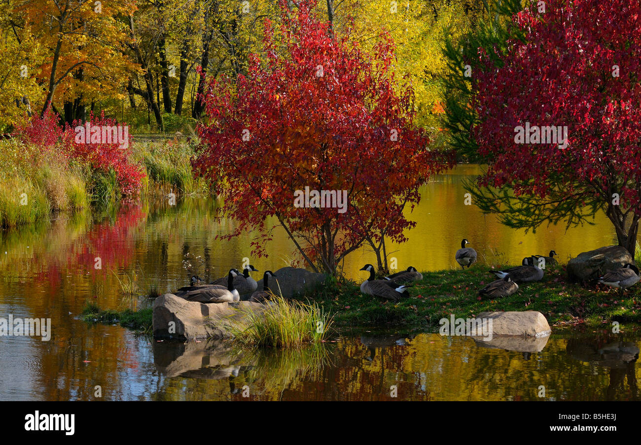 Eine Gruppe von Kanadagänse ruht auf einer Insel in einem See mit roten Ahornbäume im Herbst Branta Canadensis Minnesota USA Stockfoto