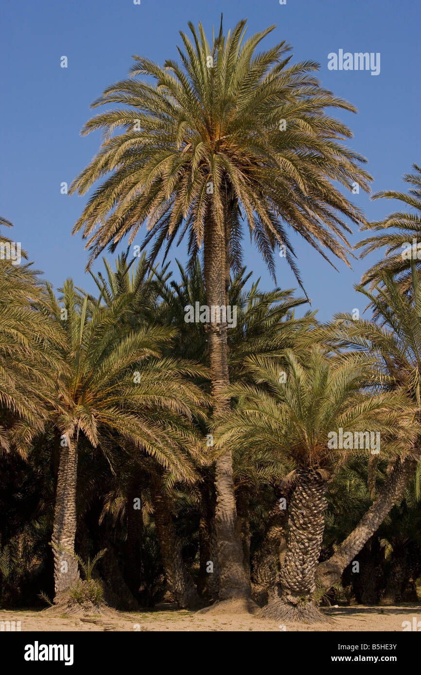 Kretische Dattelpalme Phoenix Theophrastii wachsen an der Küste von Vai Ost Kreta Stockfoto