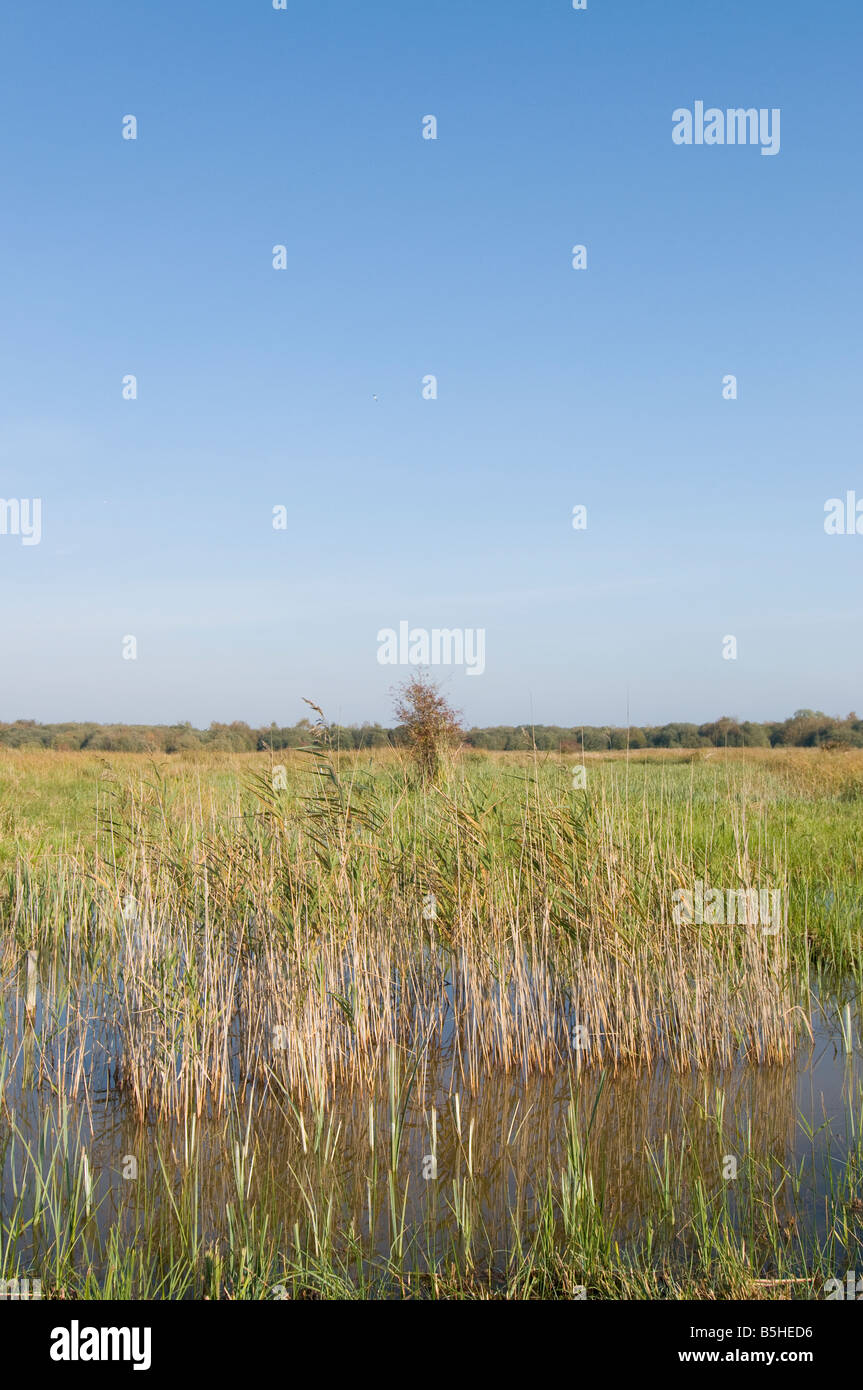 Blick über Redgrave und Lopham fen Stockfoto