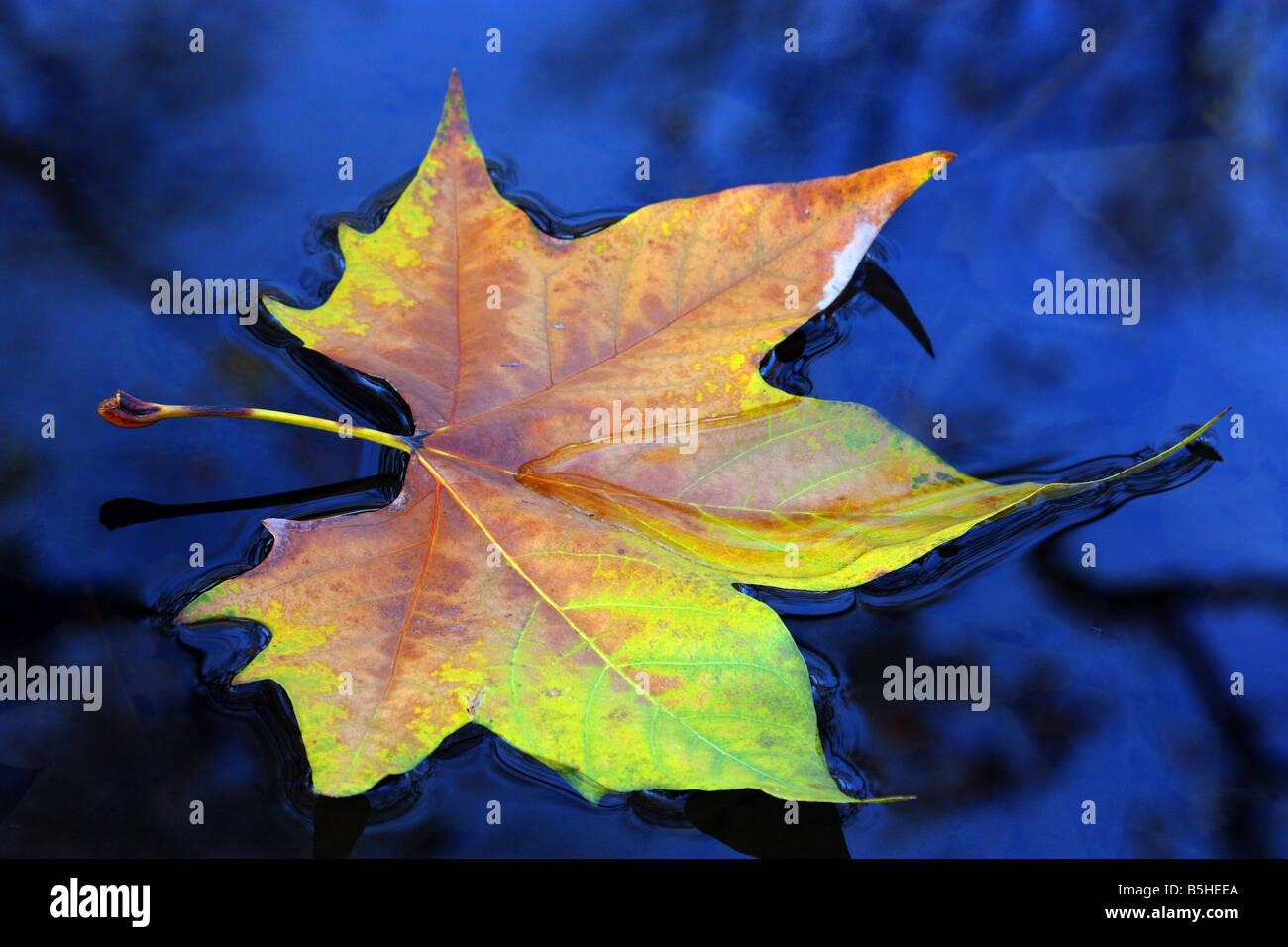 Im Herbst Plane Blatt auf dem Wasser schwimmen. Platanus acerifolia Stockfoto
