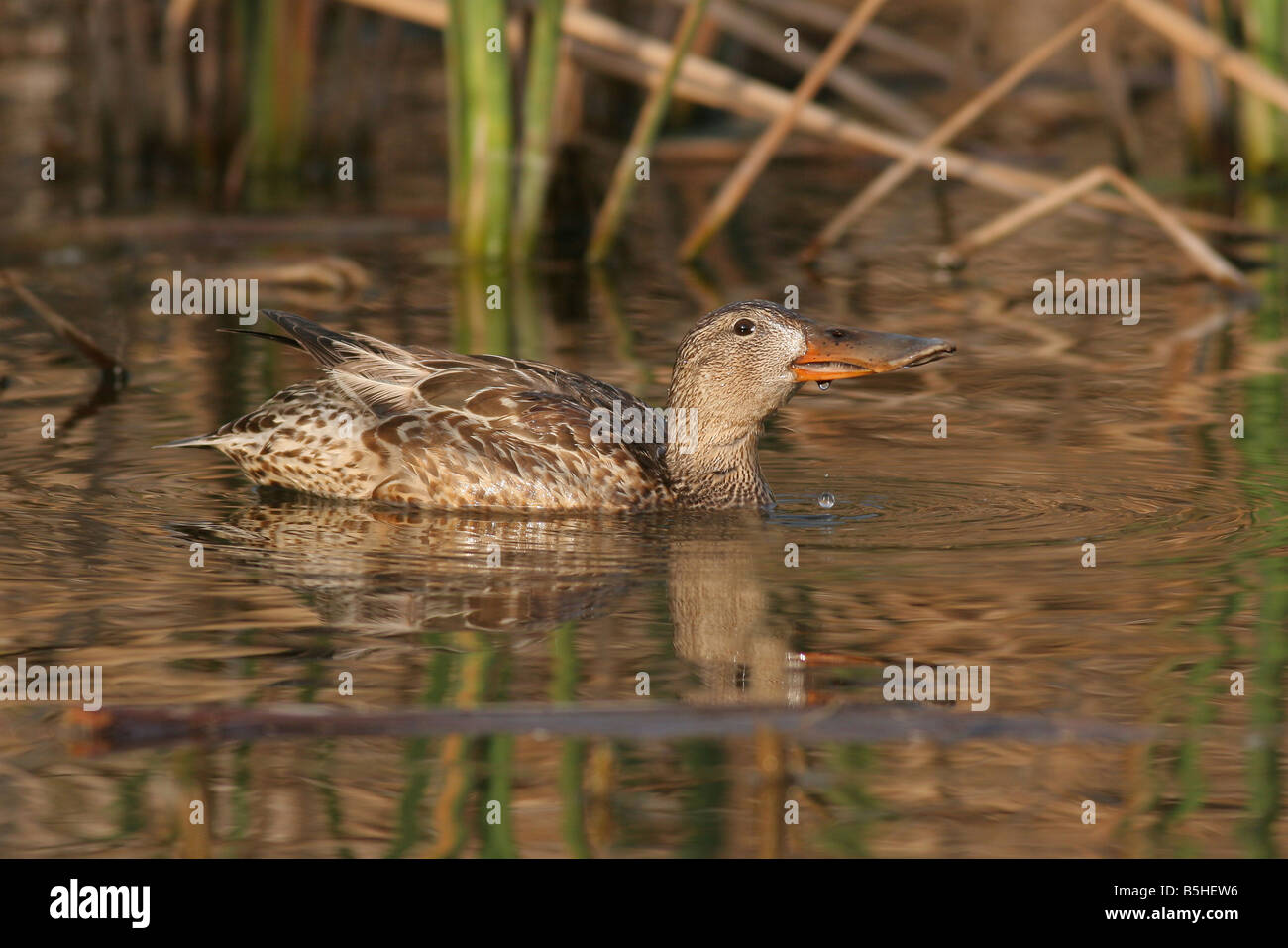 Weiblichen nördlichen Löffelente Anas Clypeata Israel Winter Februar 2008 Stockfoto