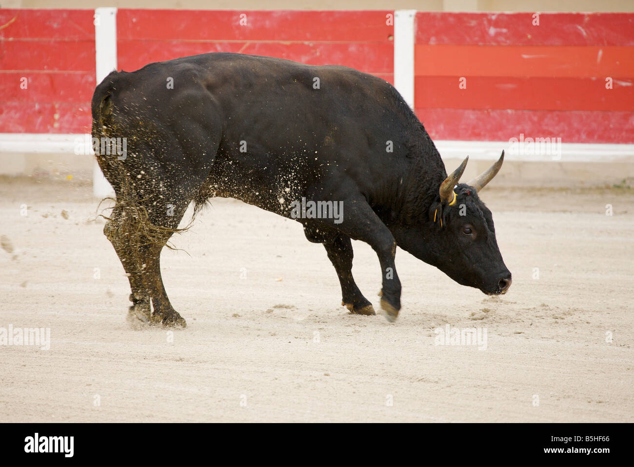 eine einzige Stier in der Arena von Saintes Maries De La Mer La Camargue Provence Frankreich Europa Stockfoto