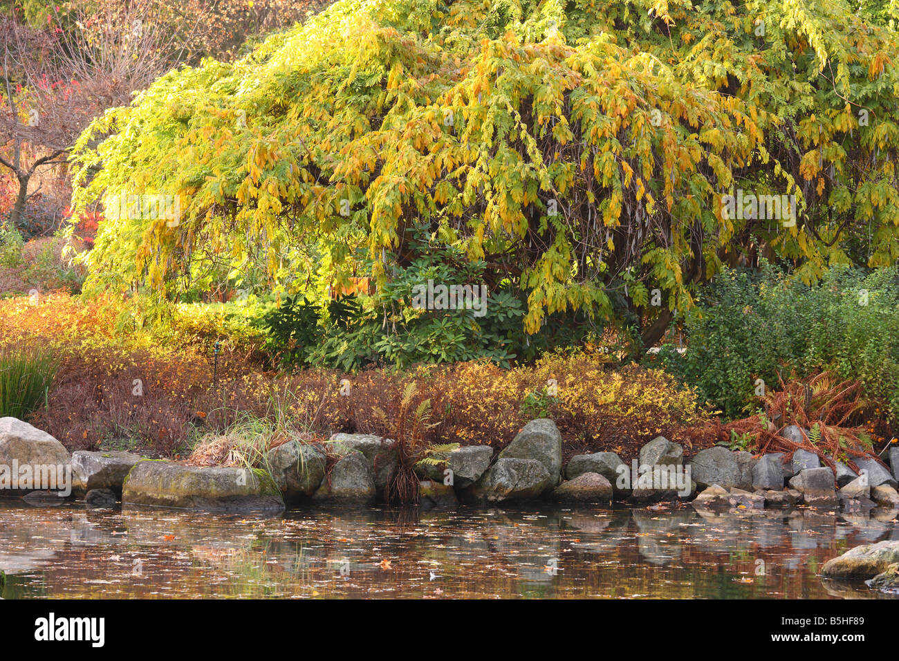 Wisteria Sinensis gelb im Herbst Stockfotografie - Alamy