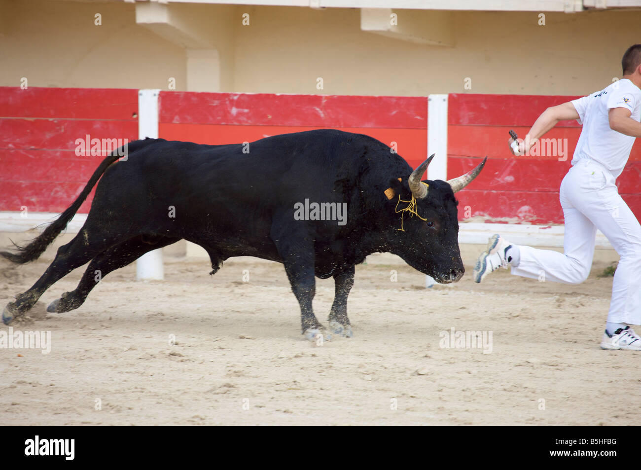 eine einzige Stier bei einem Kampf mit Matador in der Arena von Saintes Maries De La Mer La Camargue Provence Frankreich Europa Stockfoto