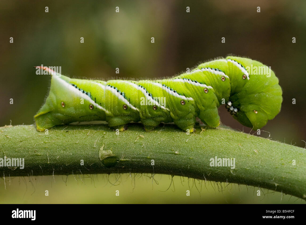 Tabak, Tomate, Hornworm, Manduca Sexta auf Tomatenpflanze Stockfoto