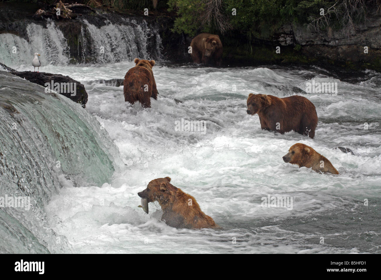 Grizzly-Bären, die Fischerei auf Lachs, Brooks River, Katmai Nationalpark, Alaska Stockfoto