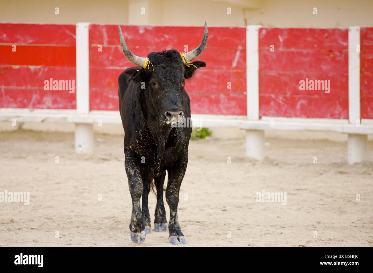 eine einzige Stier in der Arena von Saintes Maries De La Mer La Camargue Provence Frankreich Europa Stockfoto