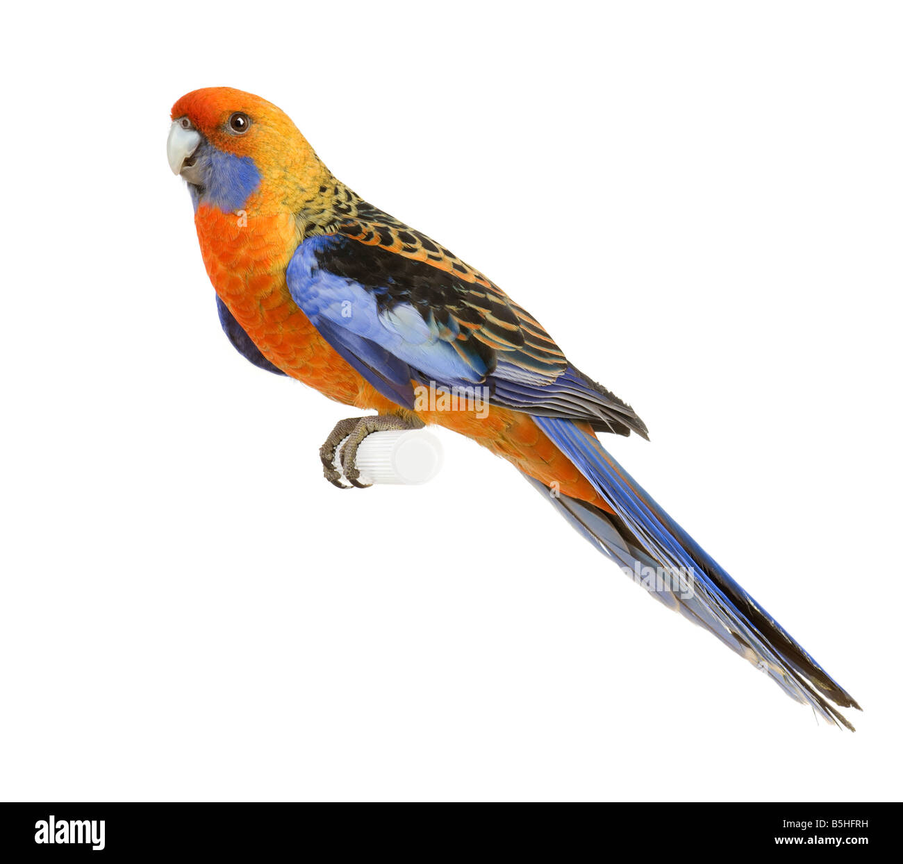 Crimson Rosella Platycercus Elegans vor einem weißen Hintergrund Stockfoto