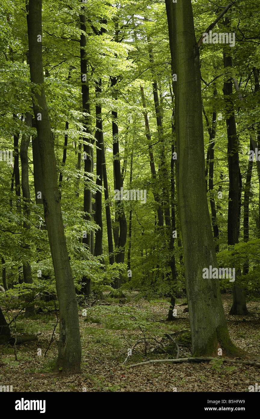 französischer Eiche und buchen Waldbäume Stockfoto