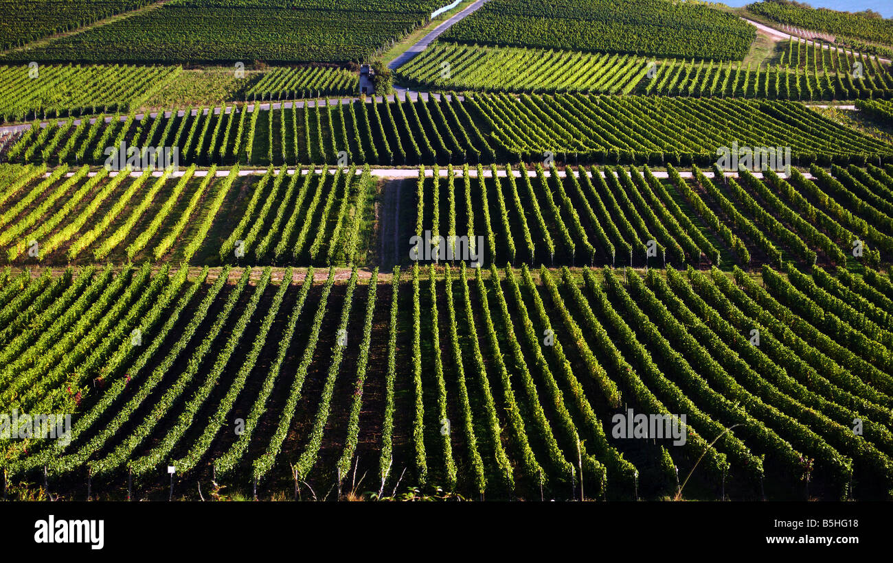 Weinbau-Gebiet, Rheingau, Rüdesheim, Deutschland Stockfoto