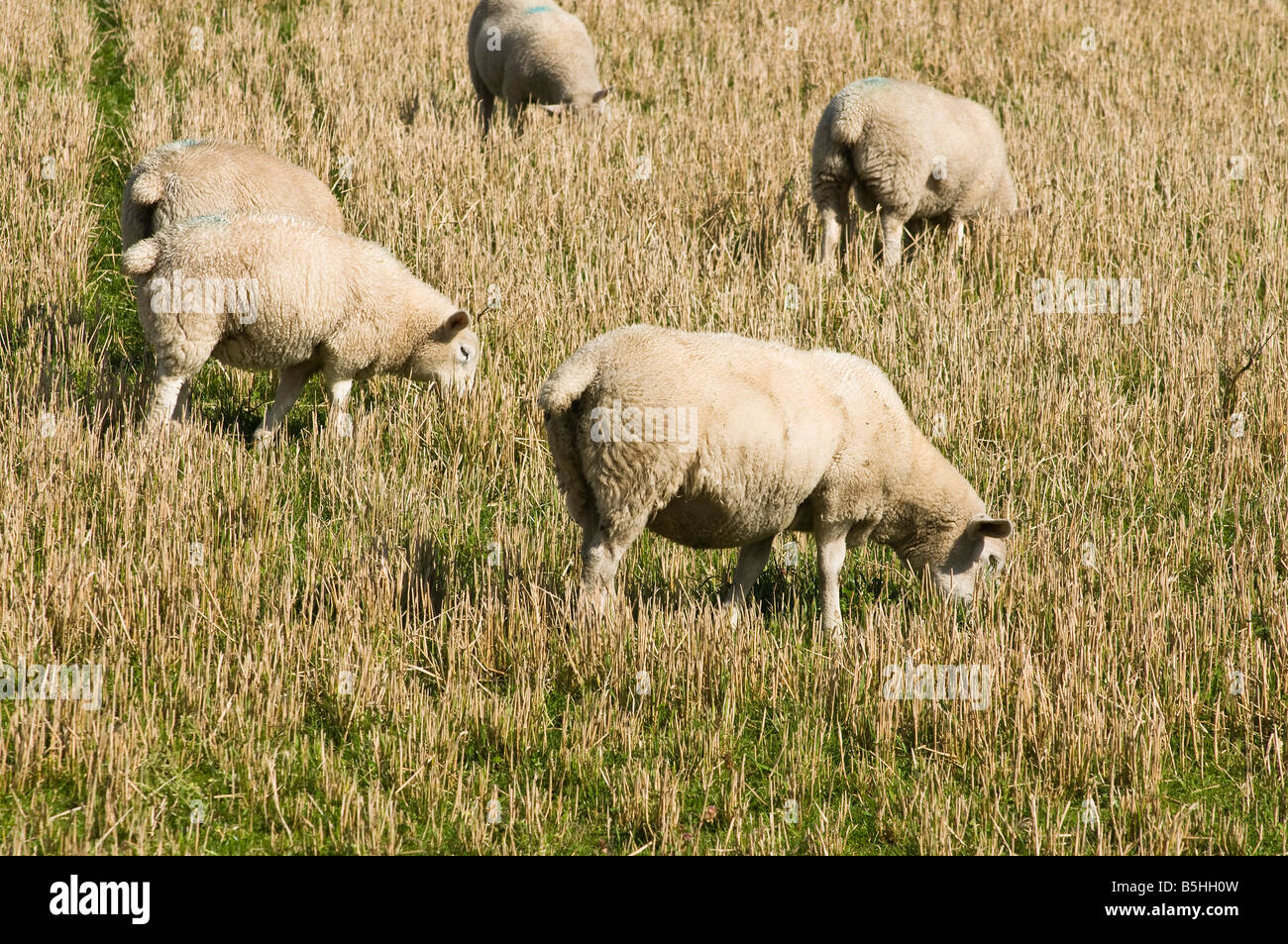 dh Tier Schaf Schafe weiden im Stoppelfeld Gerste Stockfoto