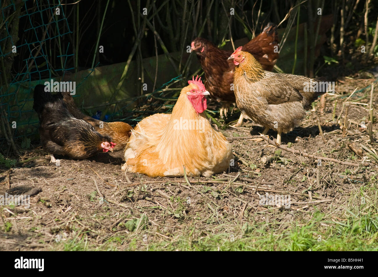 dh HEN UK Freilandhühner, die nach Lebensmitteln im Freien auf häuslicher Geflügelhaltung Nahrungssuche machen Stockfoto
