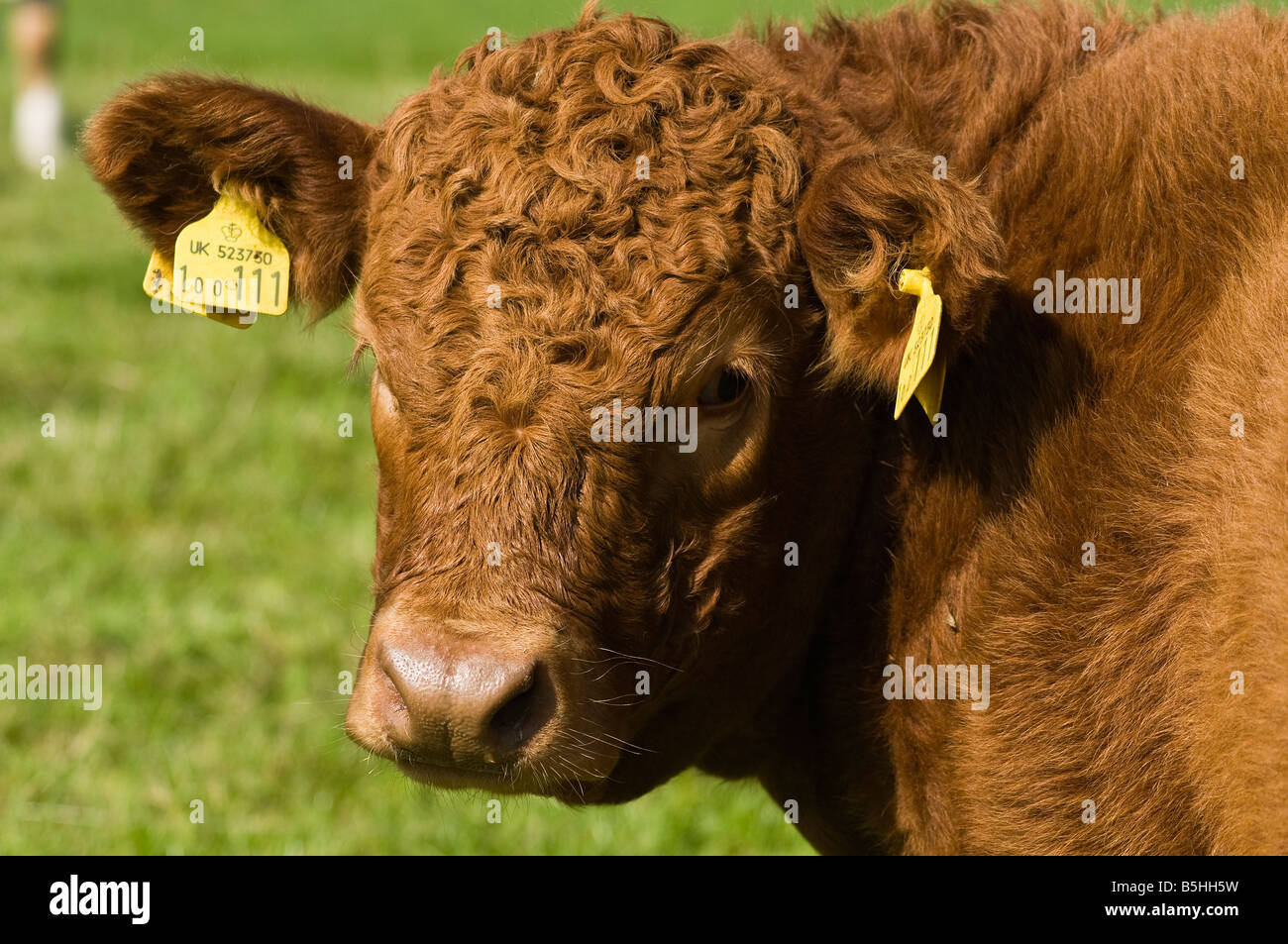 dh Rind Kuh Vieh Landwirtschaft Nahaufnahme junge Rindfleisch Bullock mit Identität Stichwörter Nahaufnahme Gesicht Kopf Stockfoto