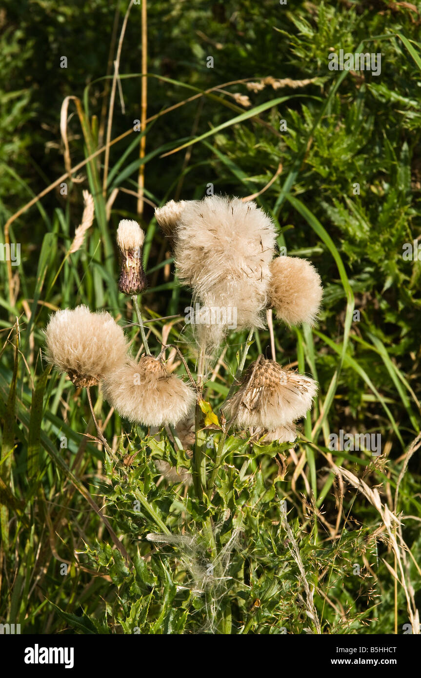 dh Creeping Thistle DISTELN UK Cirsium Arvense männlichen Flowerhead Samen über Reseed Flora Stockfoto
