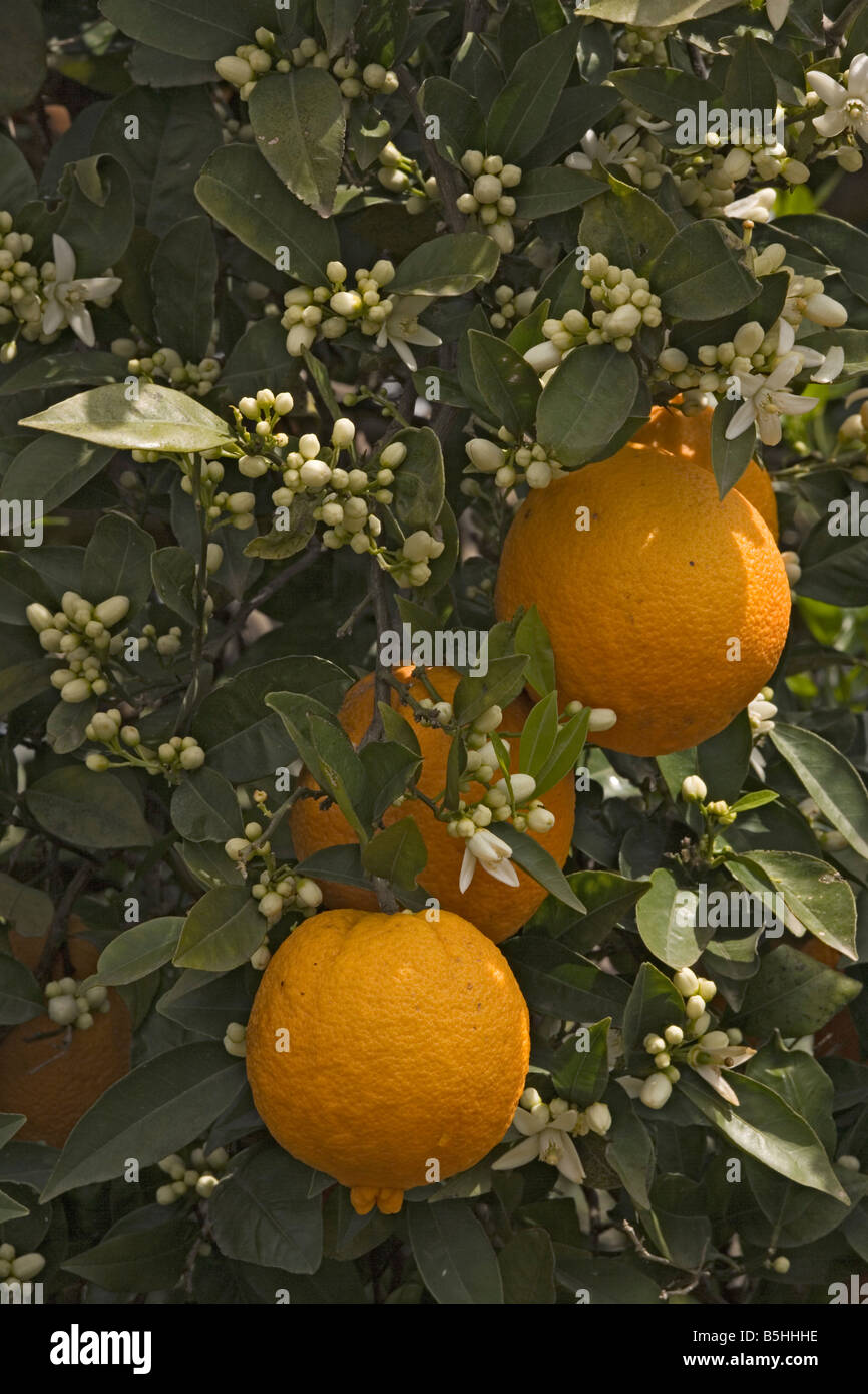 Orangenbaum Citrus Sinensis mit Früchten und Blüten im Frühjahr Crete Stockfoto
