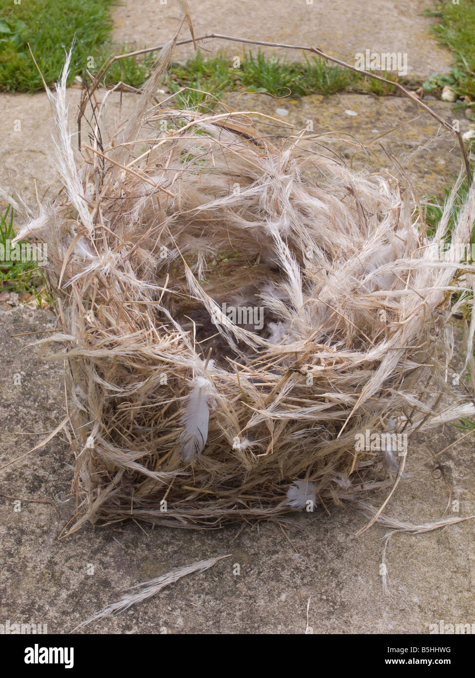 Ein verlassenes Haus Sparrow's (Passer Domestcus)-Nest aus Pampas Grass Stockfoto