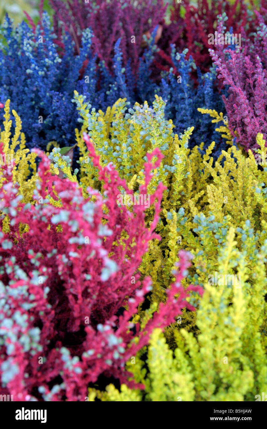 HEIDEKRAUT CALLUNA VULGARIS BESPRÜHT MIT LEBENSMITTELFARBE FÜR ORNAMENTALE WIRKUNG Stockfoto