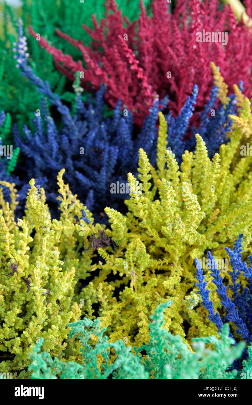 HEIDEKRAUT CALLUNA VULGARIS BESPRÜHT MIT LEBENSMITTELFARBE FÜR ORNAMENTALE WIRKUNG Stockfoto