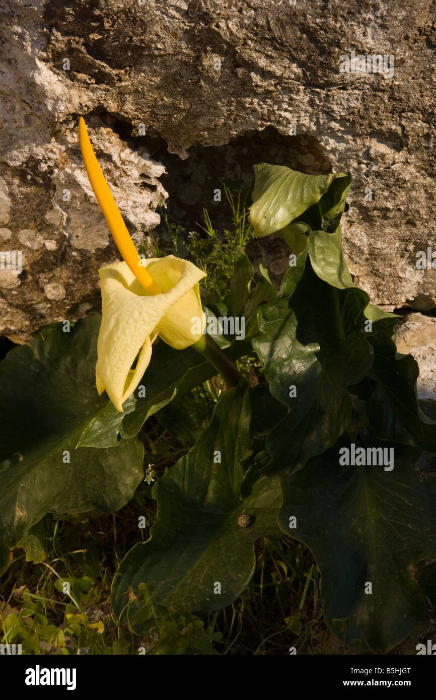 Kretische Arum Arum Creticum East Crete Stockfoto