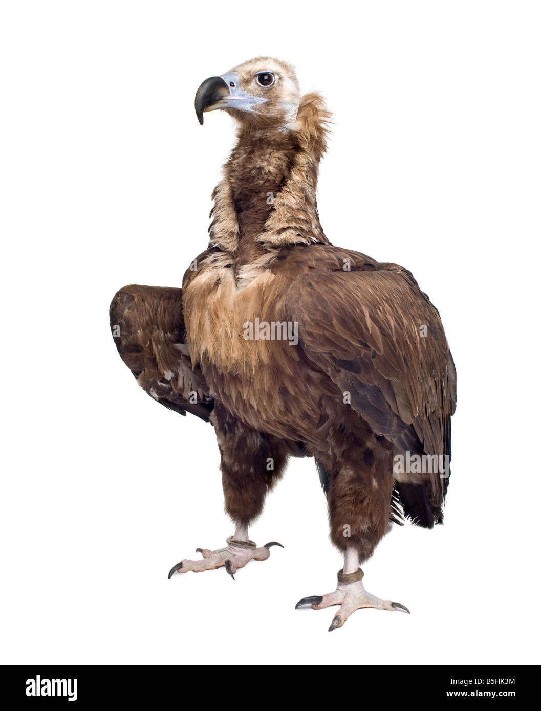 Eurasian Black Vulture 42 Jahre Aegypius Monachus vor einem weißen Hintergrund Stockfoto