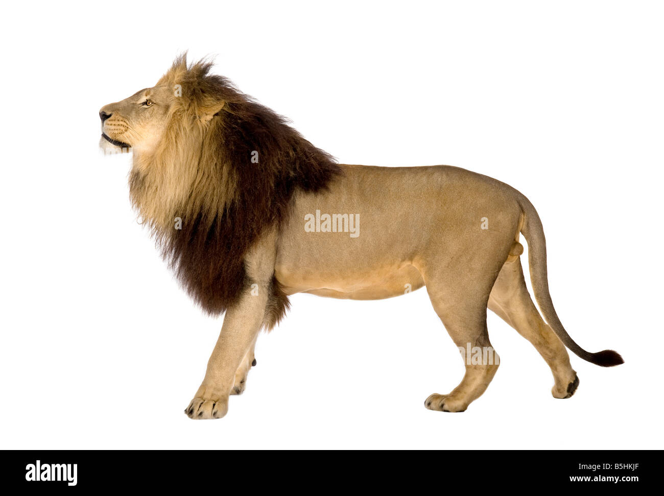 Löwe vor einem weißen Hintergrund Stockfoto