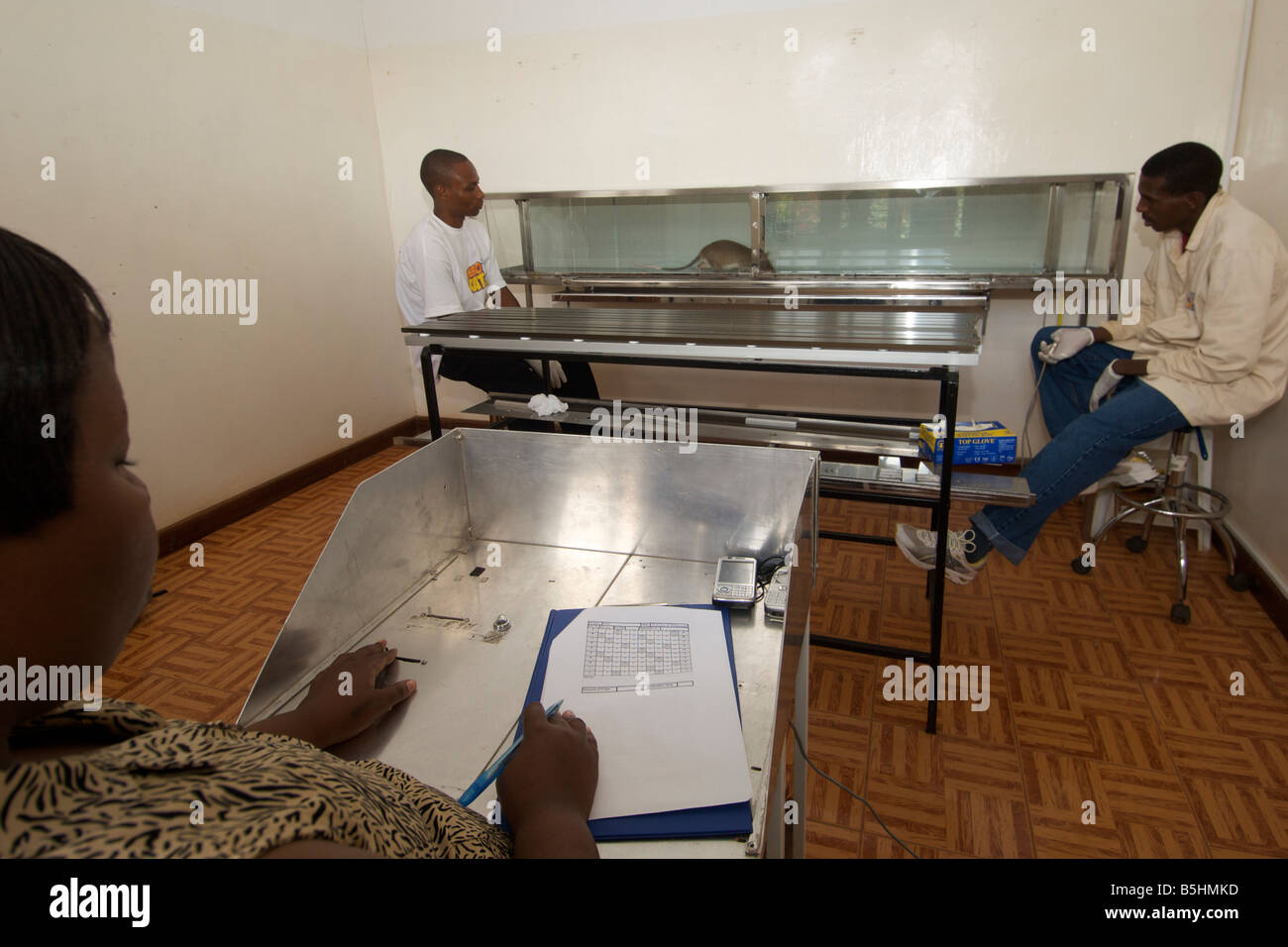 Labor-Ausbildung von Held Ratten von APOPO Organisation, TNT in Blindgänger zu erkennen. Stockfoto