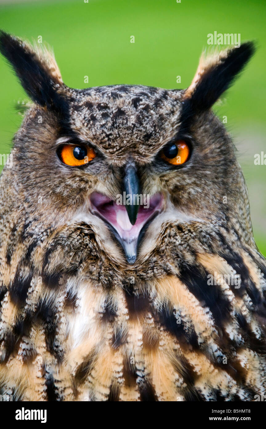 Kopf einer eurasische Adler-Eule, Latin Name Bubo Bubo Stockfoto