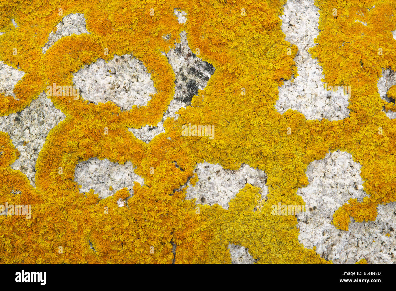 Gelbe foliose Flechten auf einem Felsblock Stockfoto