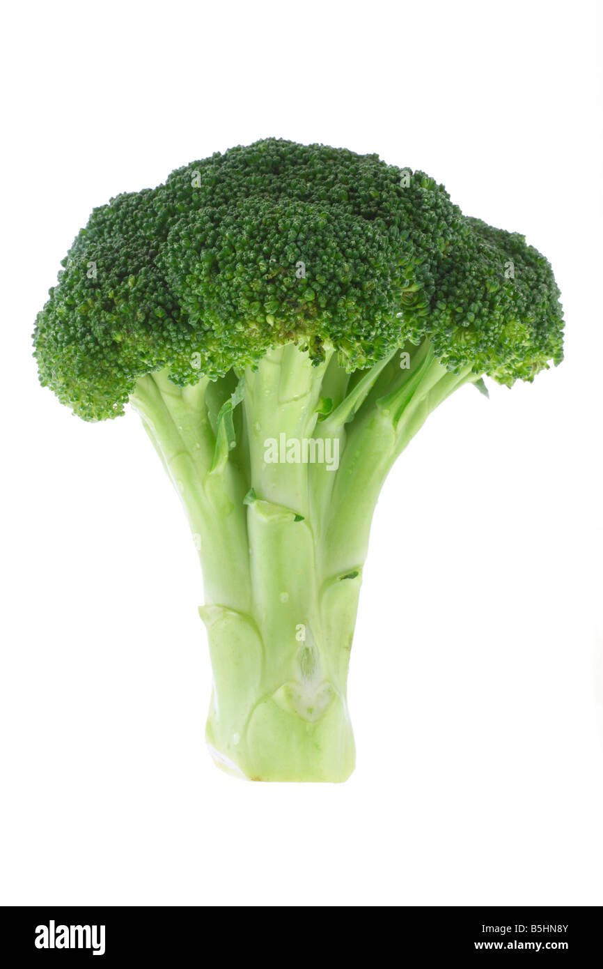 Frische Stängel Brokkoli auf weißem Hintergrund Stockfoto