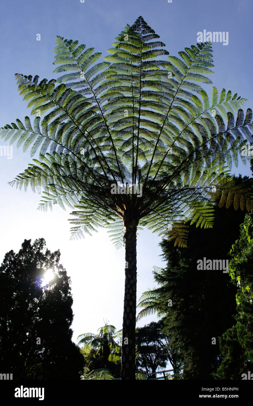 Groer Farn-Baum wchst im Hochgebirge in Cameron Highland, Malaysia  Stockfotografie - Alamy