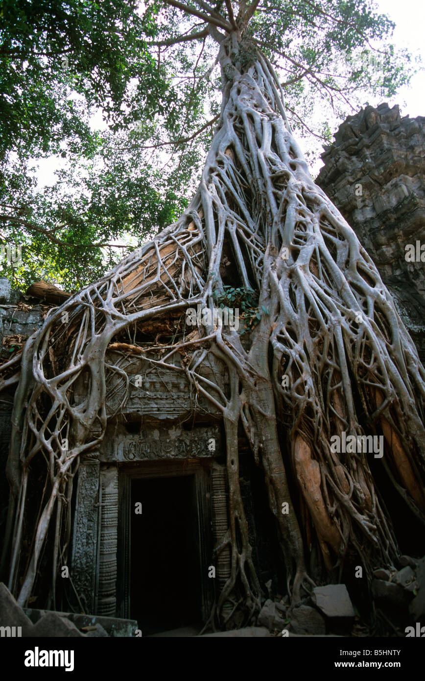 Gitterwerk des riesigen gewundenen Wurzeln eines Baumes verschlingt Ta Prohm, Tempelanlage Angkor Wat, Siem Reap, Kambodscha Stockfoto