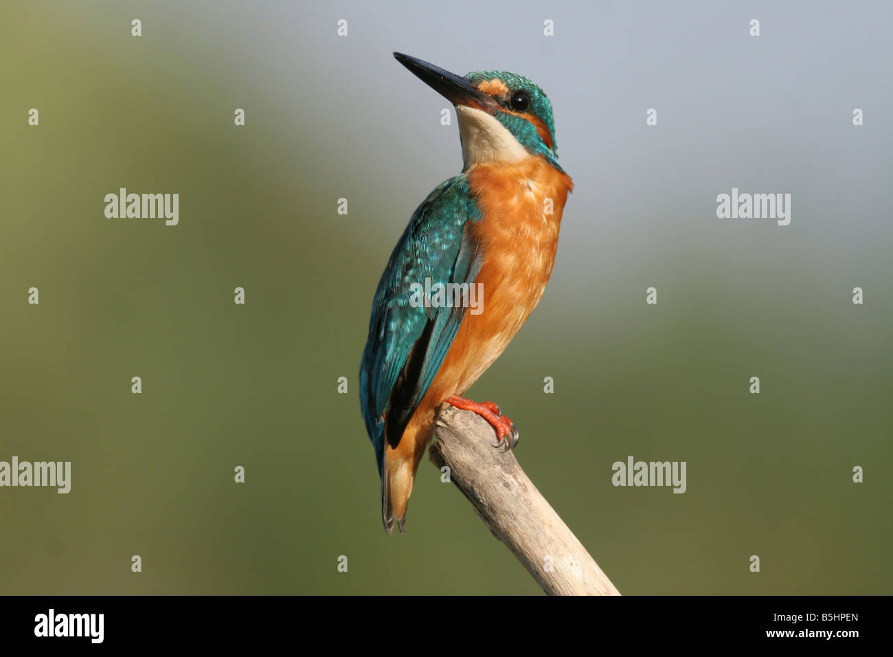 Gemeinsamen Kingfisher Alcedo Atthis AKA eurasischen Eisvogel oder Fluss Kingfisher Israel Sommer August 2008 Stockfoto