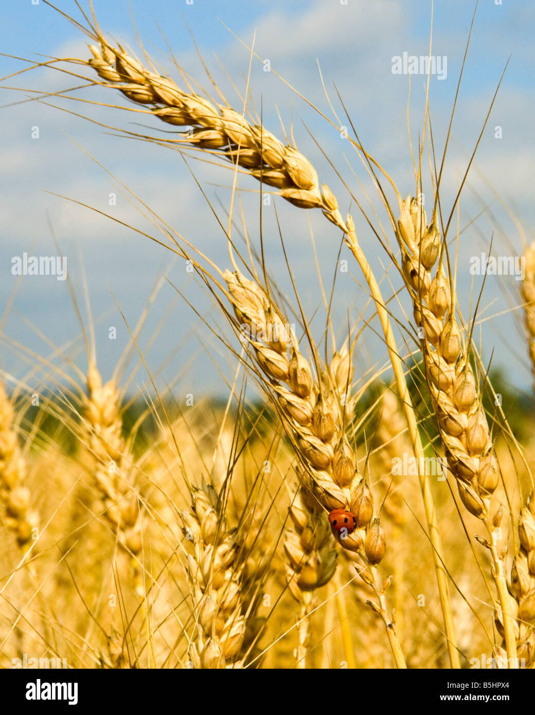 Ausgereifte Köpfe von Weizen mit einem Marienkäfer auf einem von ihnen im nordwestlichen Washington Stockfoto