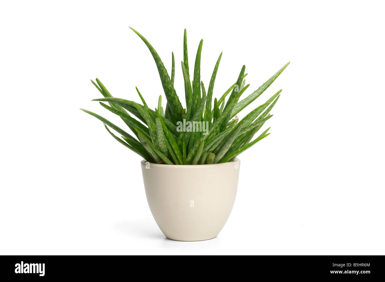 Aloe-Vera-Pflanze im Topf Stockfoto
