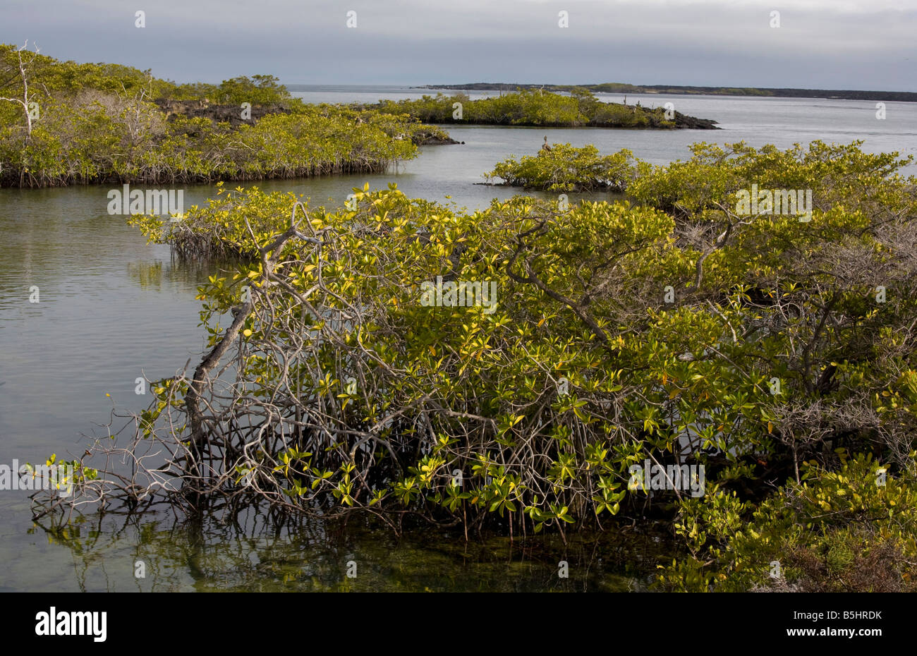 Rote Mangroven Rhizophora mangle Isabela Galapagos Stockfoto