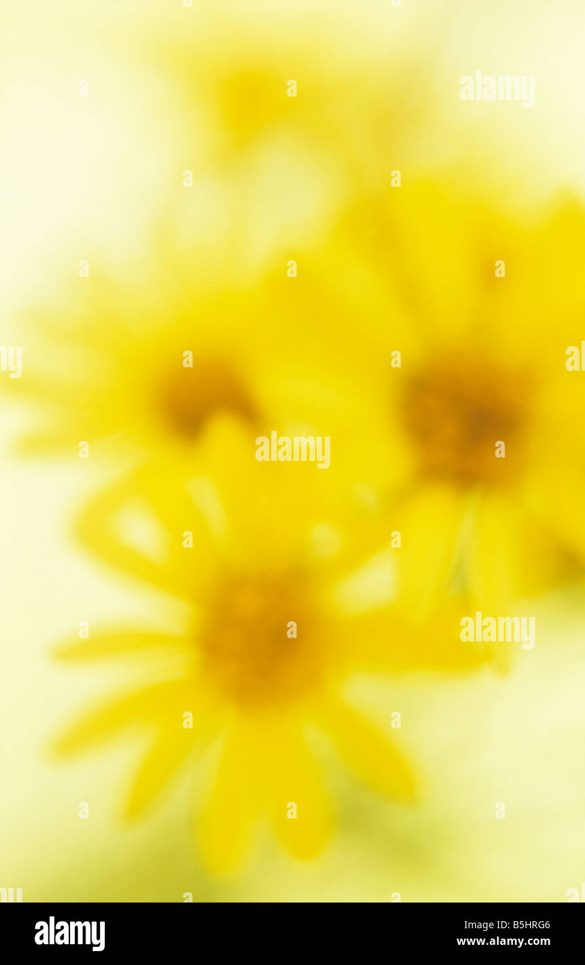 Klangschöne Nahaufnahme von gelben Blüten der gemeinsamen Kreuzkraut oder Senecio Jacobaea mit beleuchteten Hintergrund Stockfoto