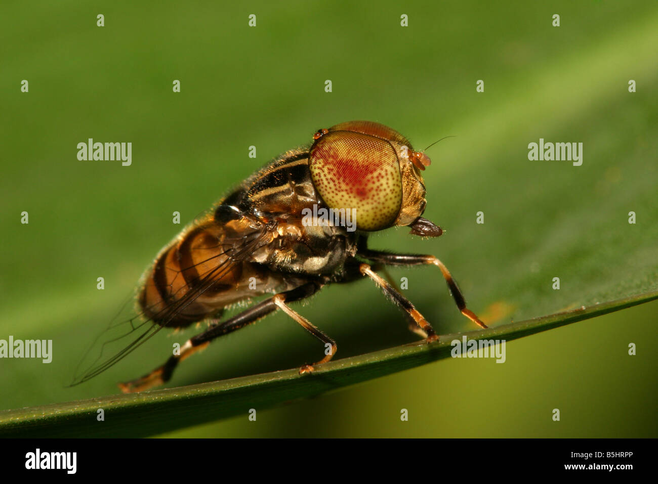 Porträt eines Dronefly. Stockfoto