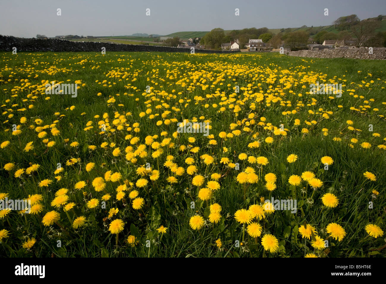 Feld voller gemeinsamen Löwenzahn in den Peak District White Peak Bereich nr Tydeswell Stockfoto