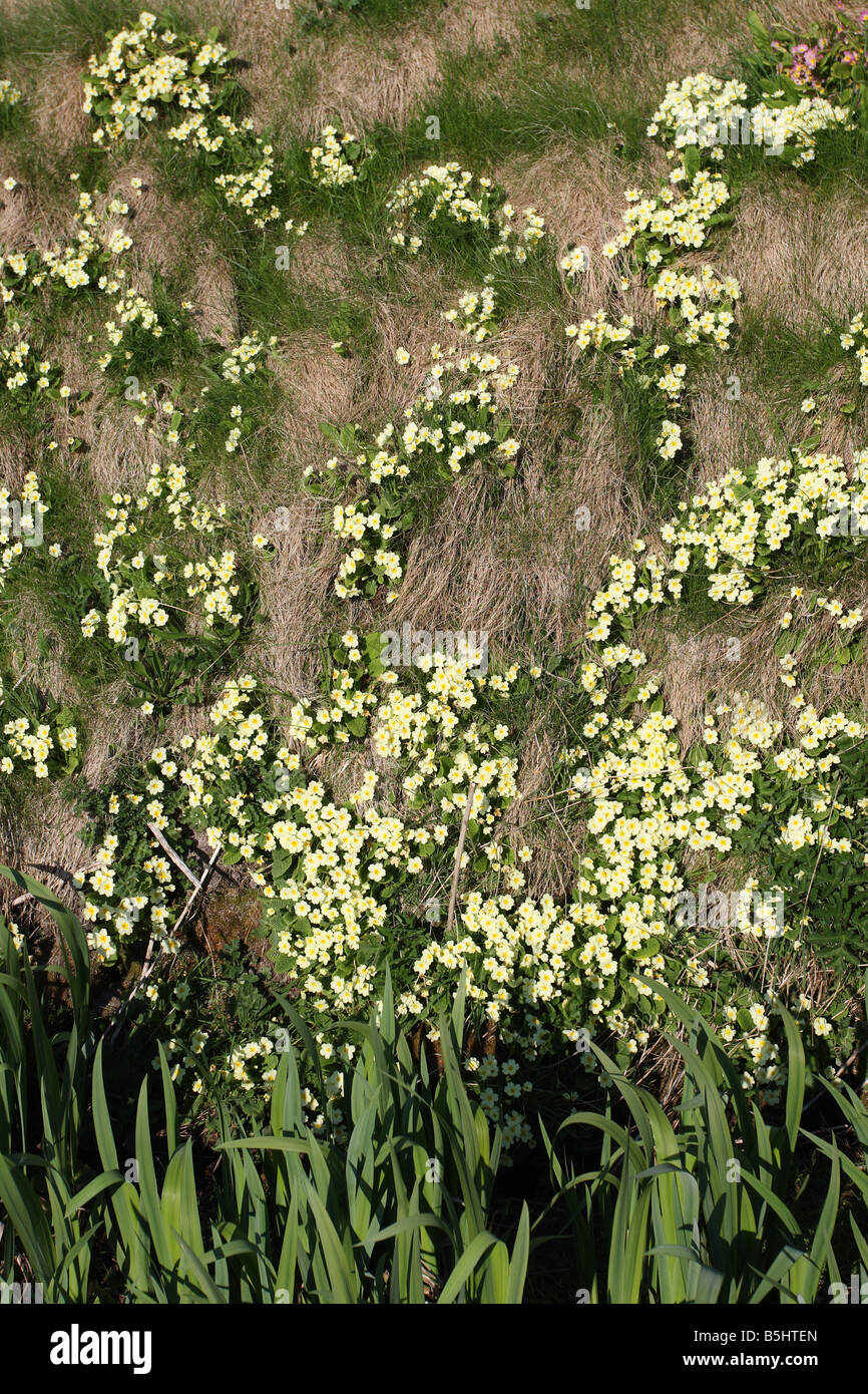 Primel Primula Vulgaris Pflanzen blühen am steilen Ufer Stockfoto