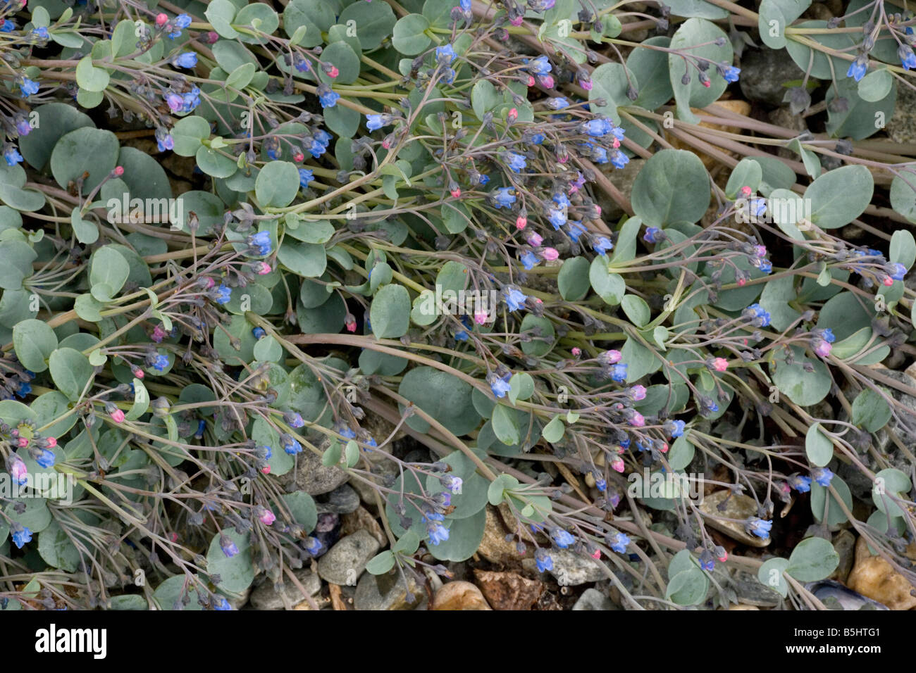 Oyster-Anlage Mertensia Maritima wachsen auf Strandline seltene in Nord-England Stockfoto