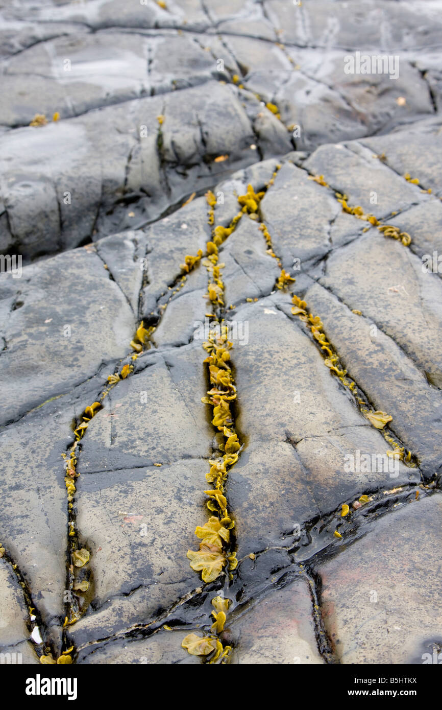 Felsen und Algen in Northumberland Küste UK Stockfoto