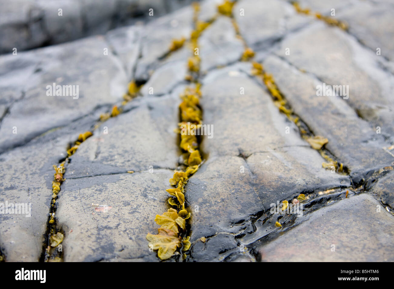 Felsen und Algen in Northumberland Küste UK Stockfoto